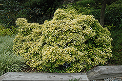 Goldenleaf False Holly (Osmanthus heterophyllus 'Ogon') at Stonegate Gardens