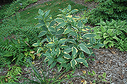Lemon Wave Hydrangea (Hydrangea macrophylla 'Lemon Wave') at A Very Successful Garden Center