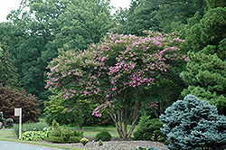 Lipan Crapemyrtle (Lagerstroemia 'Lipan') at A Very Successful Garden Center