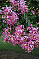 Lipan Crapemyrtle (Lagerstroemia 'Lipan') at A Very Successful Garden Center