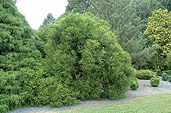 Spiraliter Falcata Japanese Cedar (Cryptomeria japonica 'Spiraliter Falcata') at A Very Successful Garden Center