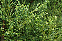 Spiraliter Falcata Japanese Cedar (Cryptomeria japonica 'Spiraliter Falcata') at A Very Successful Garden Center