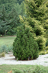 Schneverdingen Bosnian Pine (Pinus heldreichii 'Schneverdingen') at Stonegate Gardens
