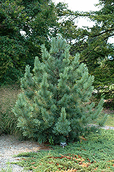 Morris Blue Korean Pine (Pinus koraiensis 'Morris Blue') at Lakeshore Garden Centres