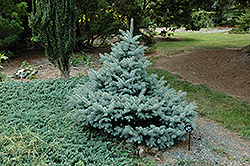 Blue Trinket Spruce (Picea pungens 'Blue Trinket') at A Very Successful Garden Center