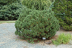 Tyrol Austrian Pine (Pinus nigra 'Tyrol') at Stonegate Gardens