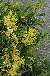 Variegated California Incense Cedar (Calocedrus decurrens 'Aureovariegata') at A Very Successful Garden Center
