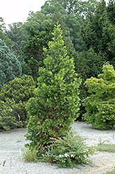 Maupin Glow California Incense Cedar (Calocedrus decurrens 'Maupin Glow') at Lakeshore Garden Centres