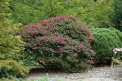 Pocomoke Crapemyrtle (Lagerstroemia 'Pocomoke') at A Very Successful Garden Center