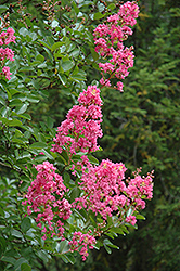 Hopi Crapemyrtle (Lagerstroemia 'Hopi') at A Very Successful Garden Center