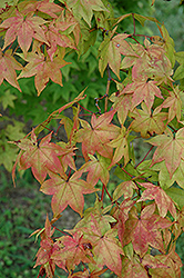 Mon Zukushi Japanese Maple (Acer palmatum 'Mon Zukushi') at A Very Successful Garden Center