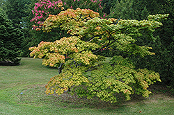 Mon Zukushi Japanese Maple (Acer palmatum 'Mon Zukushi') at Lakeshore Garden Centres