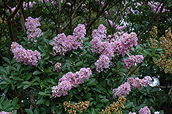 Yuma Crapemyrtle (Lagerstroemia 'Yuma') at A Very Successful Garden Center