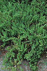 Shore Juniper (Juniperus conferta) at Lakeshore Garden Centres