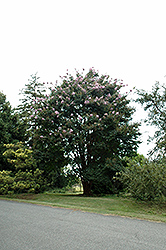 Apalachee Crapemyrtle (Lagerstroemia 'Apalachee') at Lakeshore Garden Centres