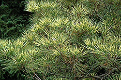 Beni Kujaku Japanese Pine (Pinus 'Beni Kujaku') at A Very Successful Garden Center