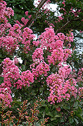 Potomac Crapemyrtle (Lagerstroemia indica 'Potomac') at A Very Successful Garden Center
