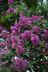 Powhatan Crapemyrtle (Lagerstroemia indica 'Powhatan') at A Very Successful Garden Center