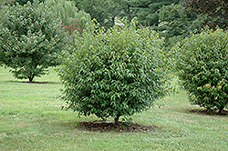 Compact Amur Maple (Acer ginnala 'Compactum') at Lakeshore Garden Centres