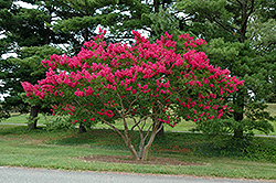 Dallas Red Crapemyrtle (Lagerstroemia indica 'Dallas Red') at Lakeshore Garden Centres