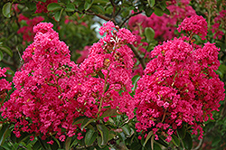 Dallas Red Crapemyrtle (Lagerstroemia indica 'Dallas Red') at Lakeshore Garden Centres