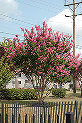Sioux Crapemyrtle (Lagerstroemia 'Sioux') at A Very Successful Garden Center