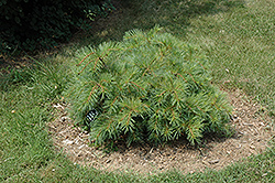 Shaggy Dog White Pine (Pinus strobus 'Shaggy Dog') at A Very Successful Garden Center