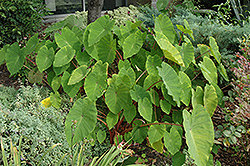 Pink China Elephant Ear (Colocasia esculenta 'Pink China') at Stonegate Gardens