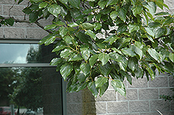 Japanese Raisin Tree (Hovenia dulcis) at A Very Successful Garden Center
