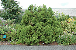 Yellow Twig Japanese Cedar (Cryptomeria japonica 'Yellow Twig') at Stonegate Gardens
