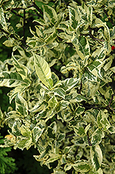 Mystery Variegated Gardenia (Gardenia jasminoides 'Mystery Variegated') at Lakeshore Garden Centres