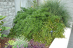 Alexandrian Laurel (Danae racemosa) at A Very Successful Garden Center