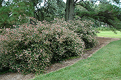 Glossy Abelia (Abelia x grandiflora) at Stonegate Gardens