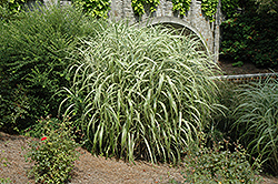 Cabaret Maiden Grass (Miscanthus sinensis 'Cabaret') at A Very Successful Garden Center
