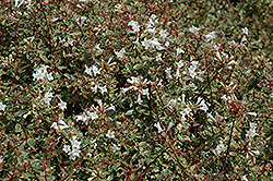 Silver Anniversary Glossy Abelia (Abelia x grandiflora 'Panache') at Lakeshore Garden Centres