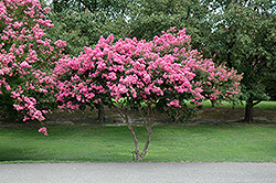 Crapemyrtle (Lagerstroemia indica) at A Very Successful Garden Center