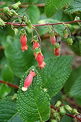 Hardy Red Gloxinia (Sinningia sellovii) at Stonegate Gardens