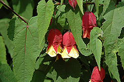 Little Imp Abutilon (Abutilon megapotamicum 'Little Imp') at Lakeshore Garden Centres