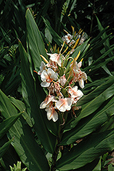 Mutant Hardy Ginger Lily (Hedychium 'Mutant') at Stonegate Gardens