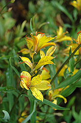 Glory Of The Andes Alstroemeria (Alstroemeria 'Glory Of The Andes') at Stonegate Gardens