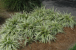 Variegata Lily Turf (Liriope muscari 'Variegata') at Lakeshore Garden Centres