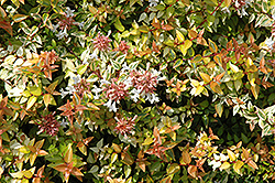 Kaleidoscope Abelia (Abelia x grandiflora 'Kaleidoscope') at Stonegate Gardens