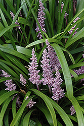 Lily Turf (Liriope muscari) at A Very Successful Garden Center