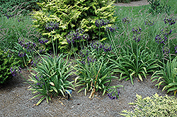 Black Drooping Lily-Of-The-Nile (Agapanthus inapertus 'Nigrescens') at Lakeshore Garden Centres