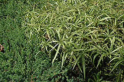 Variegated Dwarf Umbrella Plant (Cyperus albostriatus 'Variegatus') at Stonegate Gardens