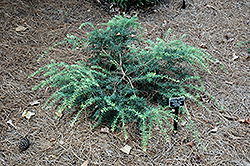 Purple King Mountain Plum Pine (Podocarpus lawrencei 'Purple King') at A Very Successful Garden Center