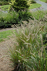 Cassian Dwarf Fountain Grass (Pennisetum alopecuroides 'Cassian') at Lakeshore Garden Centres