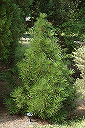 Richie's Cushion Umbrella Pine (Sciadopitys verticillata 'Richie's Cushion') at A Very Successful Garden Center