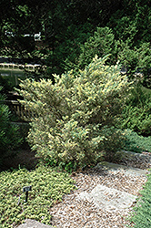 Blue And Gold Juniper (Juniperus x media 'Blue And Gold') at Stonegate Gardens