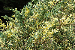 Blue And Gold Juniper (Juniperus x media 'Blue And Gold') at A Very Successful Garden Center